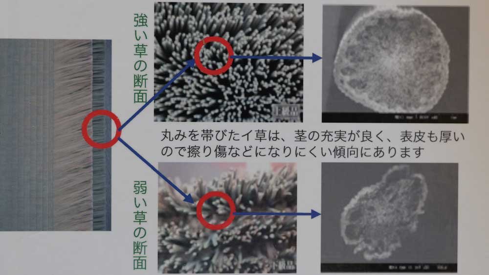 イグサの繊維の形